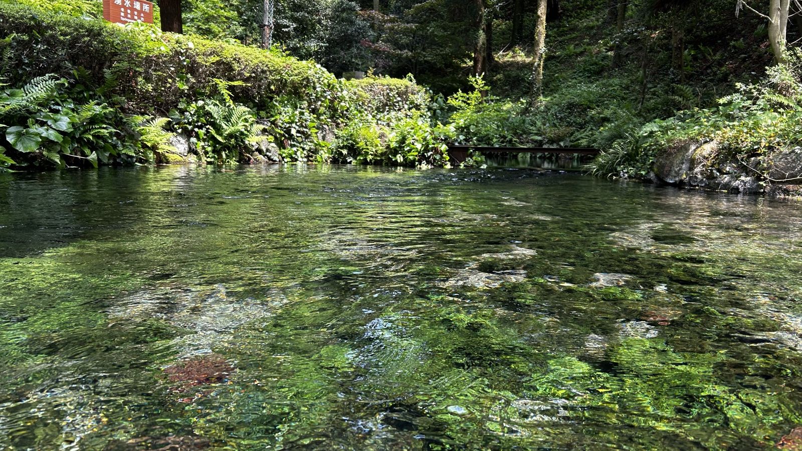 白川水源の澄んだ湧き水