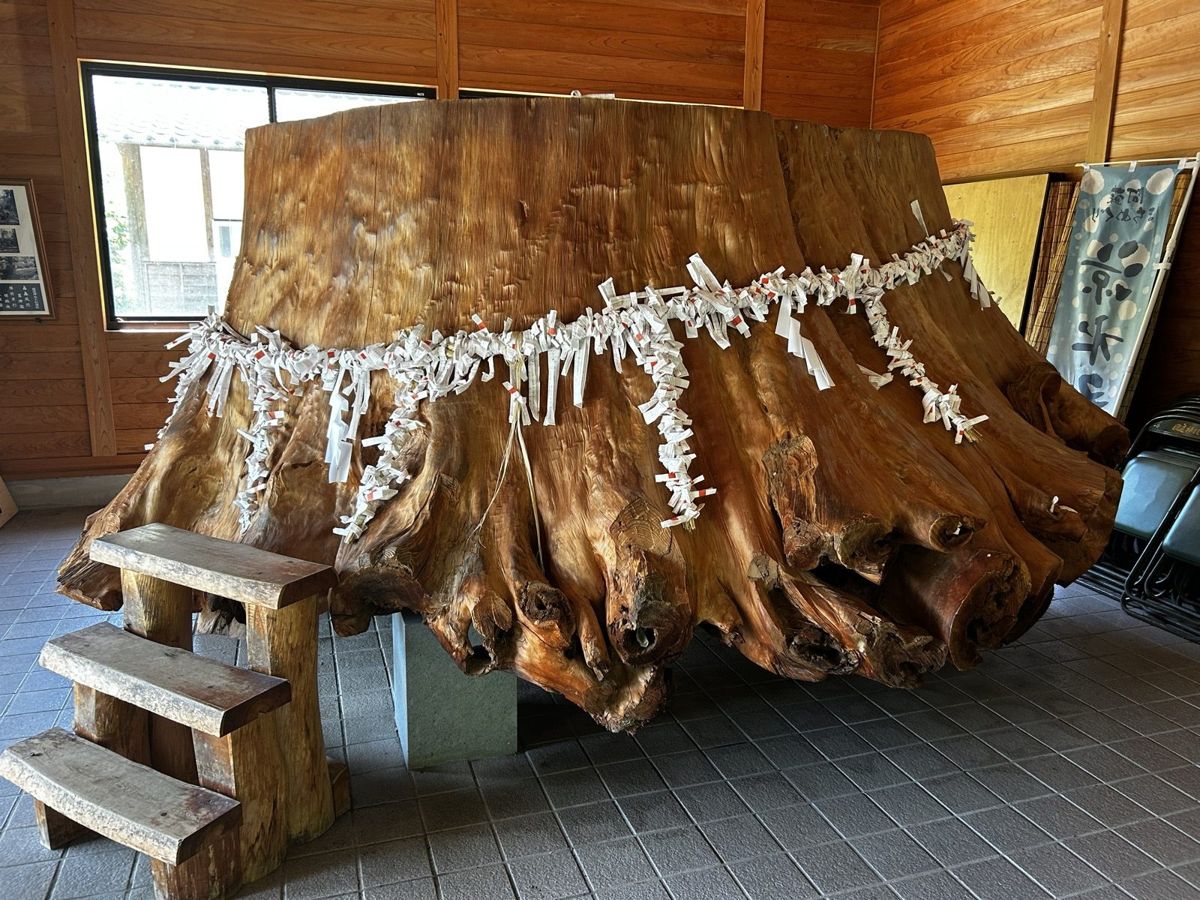 国造神社に残る手野の大杉の切り株(2026年7月、編集部撮影)