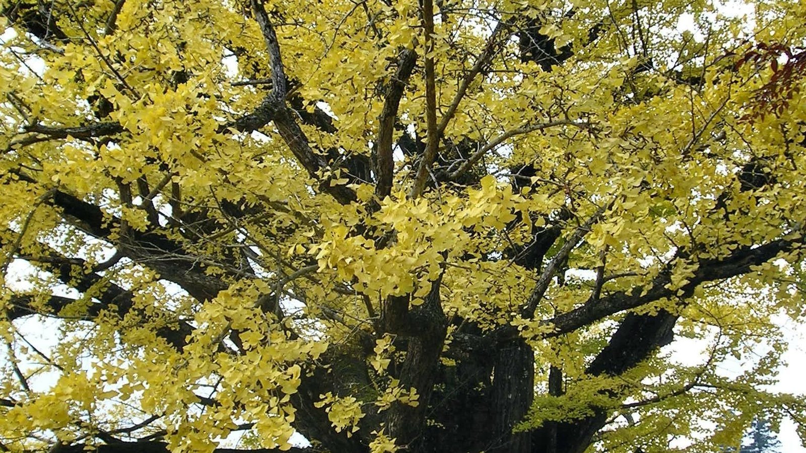 小国町の下城の大イチョウ